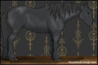 Horse Color:Black 