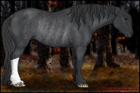 Horse Color:Black Rabicano 