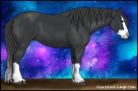 Horse Color:Black Splash