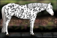 Horse Color:Black Splash Appaloosa 