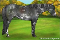 Horse Color:White Spotted Black Sabino Frame