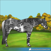 Horse Color:White Spotted Black Sabino Frame 