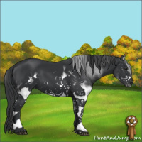 Horse Color:White Spotted Brown Sabino Frame 