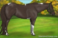 Horse Color:Liver Chestnut Tobiano 