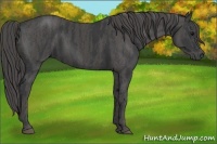 Horse Color:Black  Brindle