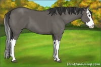 Horse Color:Grullo Splash 