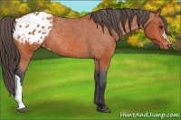 Horse Color:Bay Varnish Rabicano