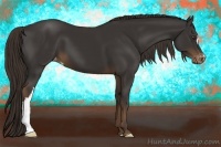 Horse Color:Liver Chestnut Appaloosa