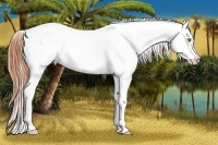 Horse Color:White Spotted Buckskin Onyx Appaloosa 