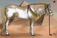 Horse Color:White Spotted Liver Chestnut Pearl Sabino Frame 