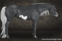 Horse Color:Silver Black Chinchilla Frame 