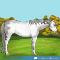 Horse Color:Liver Chestnut Splash Frame 