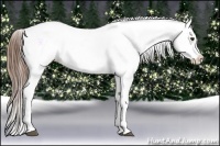 Horse Color:Chestnut Appaloosa