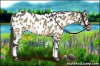 Horse Color:Bay Dun Near Leopard 