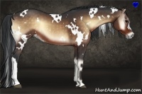 Horse Color:White Spotted Bay Onyx 