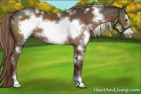 Horse Color:White Spotted Liver Chestnut Sabino Frame 