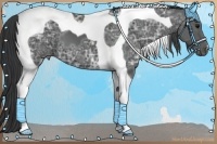 Horse Color:Black Ice Tobiano 