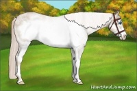 Horse Color:White Spotted Chocolate Palomino Pearl Sabino Frame 