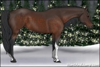 Horse Color:Brown Tobiano 