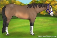 Horse Color:Buckskin Splash