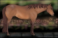 Horse Color:Chocolate Buckskin 