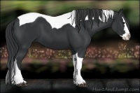 Horse Color:Black Splash Tobiano