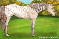 Horse Color:Amber Champagne Appaloosa 