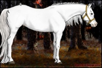 Horse Color:Silver Bay Splash Appaloosa