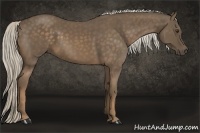 Horse Color:Chocolate Palomino 