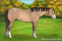 Horse Color:Amber Champagne Roan Splash