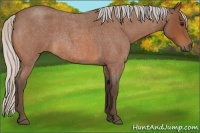 Horse Color:Silver Bay Roan 