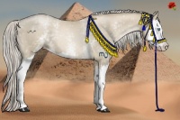 Horse Color:White Spotted Chocolate Palomino Pearl Splash 