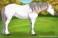 Horse Color:Bay Splash Appaloosa 