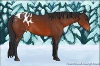 Horse Color:Bay Sabino Appaloosa 