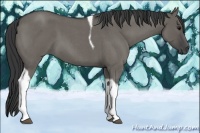 Horse Color:Grullo Roan Tobiano 