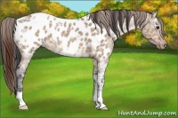 Horse Color:Bay Ice Dun Appaloosa 