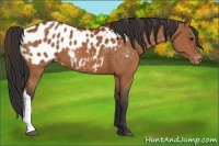 Horse Color:Bay Appaloosa 