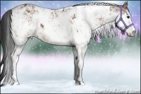 Horse Color:Bay Sabino  and Bay Sabino 