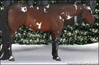 Horse Color:White Spotted Bay Sabino