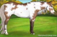 Horse Color:Silver Bay Frame 