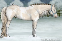 Horse Color:White Spotted Perlino 