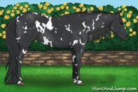 Horse Color:White Spotted Black