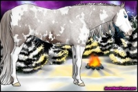 Horse Color:White Spotted Liver Chestnut Splash 