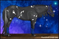 Horse Color:White Spotted Black 