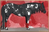 Horse Color:White Spotted Black 