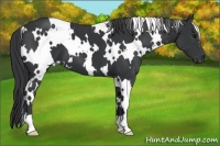 Horse Color:White Spotted Black 