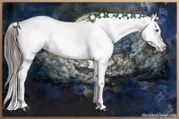 Horse Color:Grullo Roan Sabino Splash Blanket