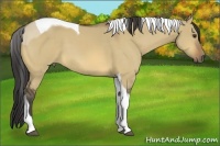 Horse Color:Buckskin Dun Tobiano
