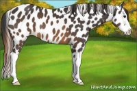 Horse Color:Buckskin Splash Near Leopard 