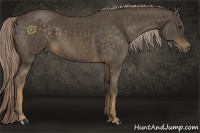 Horse Color:Chocolate Palomino 